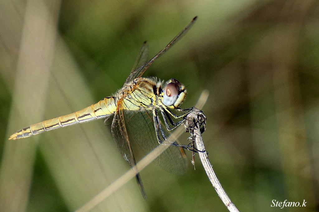 Libellula 2